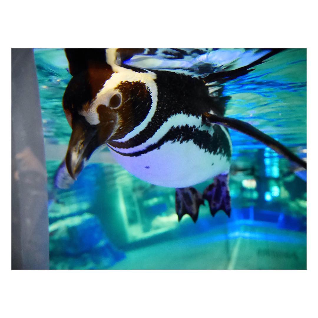 浦野一美 久々にすみだ水族館に来たら 可愛いペンギンが寄って来た ペンギン Moe Zine