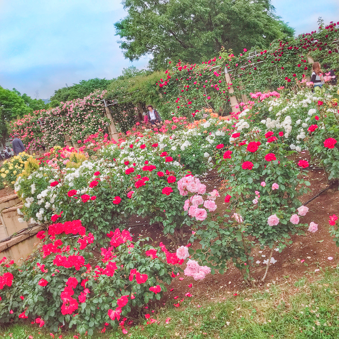 伊藤奈月 ハイジの村 の バラ園 は 見頃ですよ バラの道 とか バラのアーケード とか あるの おとぎ話の世界チック な 感じ 最近 みんなに お花巡り Moe Zine
