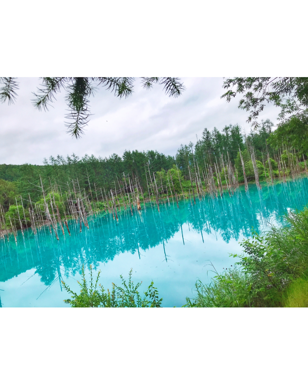伊藤奈月 青い池 ほんとうに 綺麗な ターコイズブルー色だった 北海道 北海道旅行 札幌 札幌観光 札幌グルメ 札幌旅行 夏旅行 Moe Zine