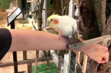 手から降りてくれなくて困ったよ
でも可愛かったぁオカメインコいつか飼いたいなぁ
#オカメインコ  #飼いたいけど飼えない  #インコ動画を見て和む  #鳥好き集...