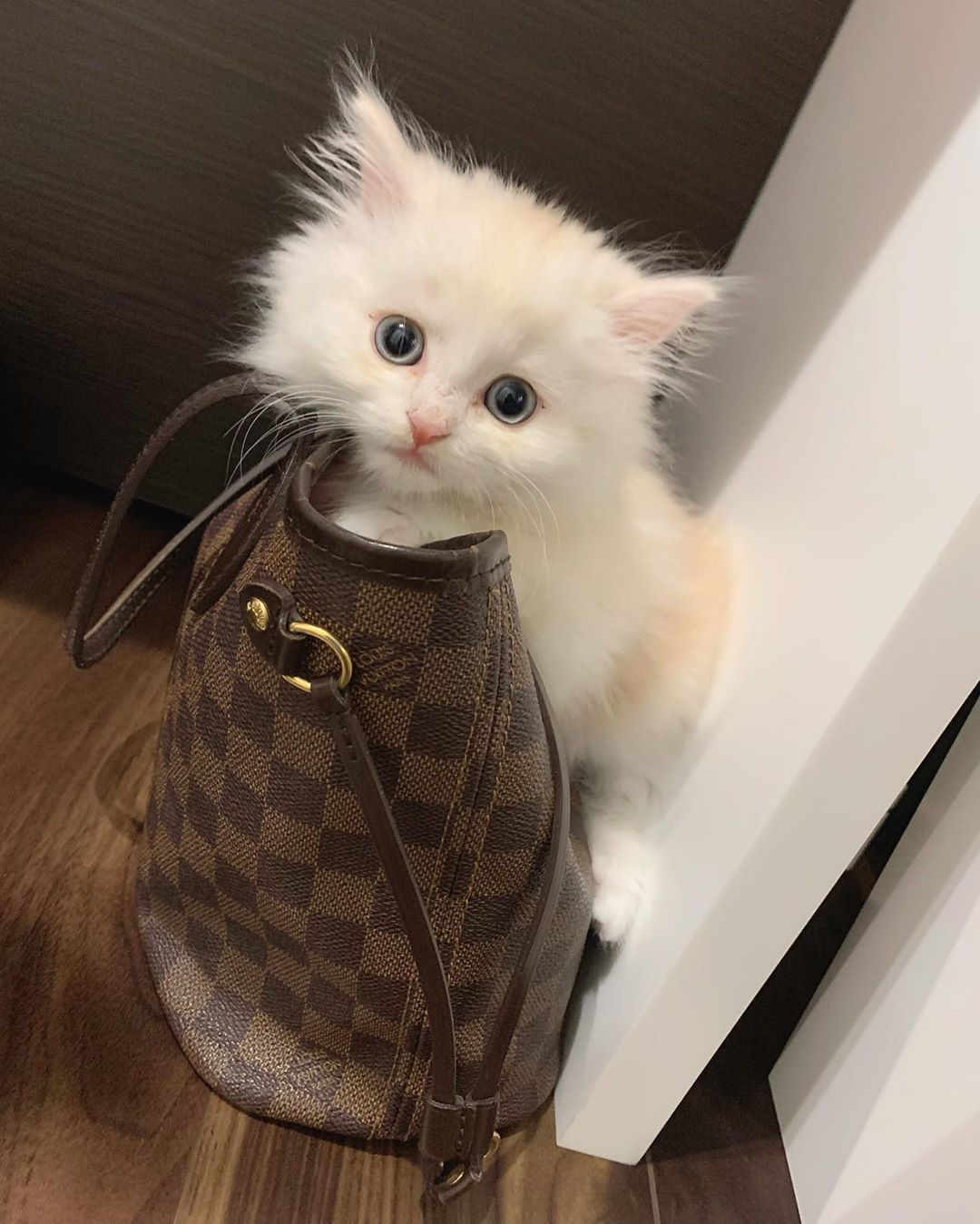田中れいな 今日のシンバ ねこ ネコ 猫 かわいい シンバ 大好き 癒し Cat Photo Instagram Instagramjapan Moe Zine