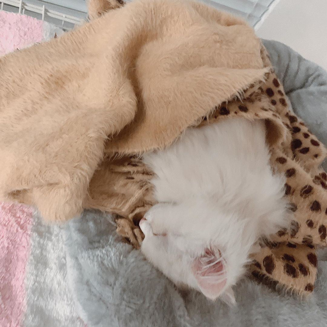 田中れいな 天使おるっ 今日のシンバ 猫 ネコ ねこ かわいい スヤスヤ 抱きしめたい おやすみ Photo Moe Zine