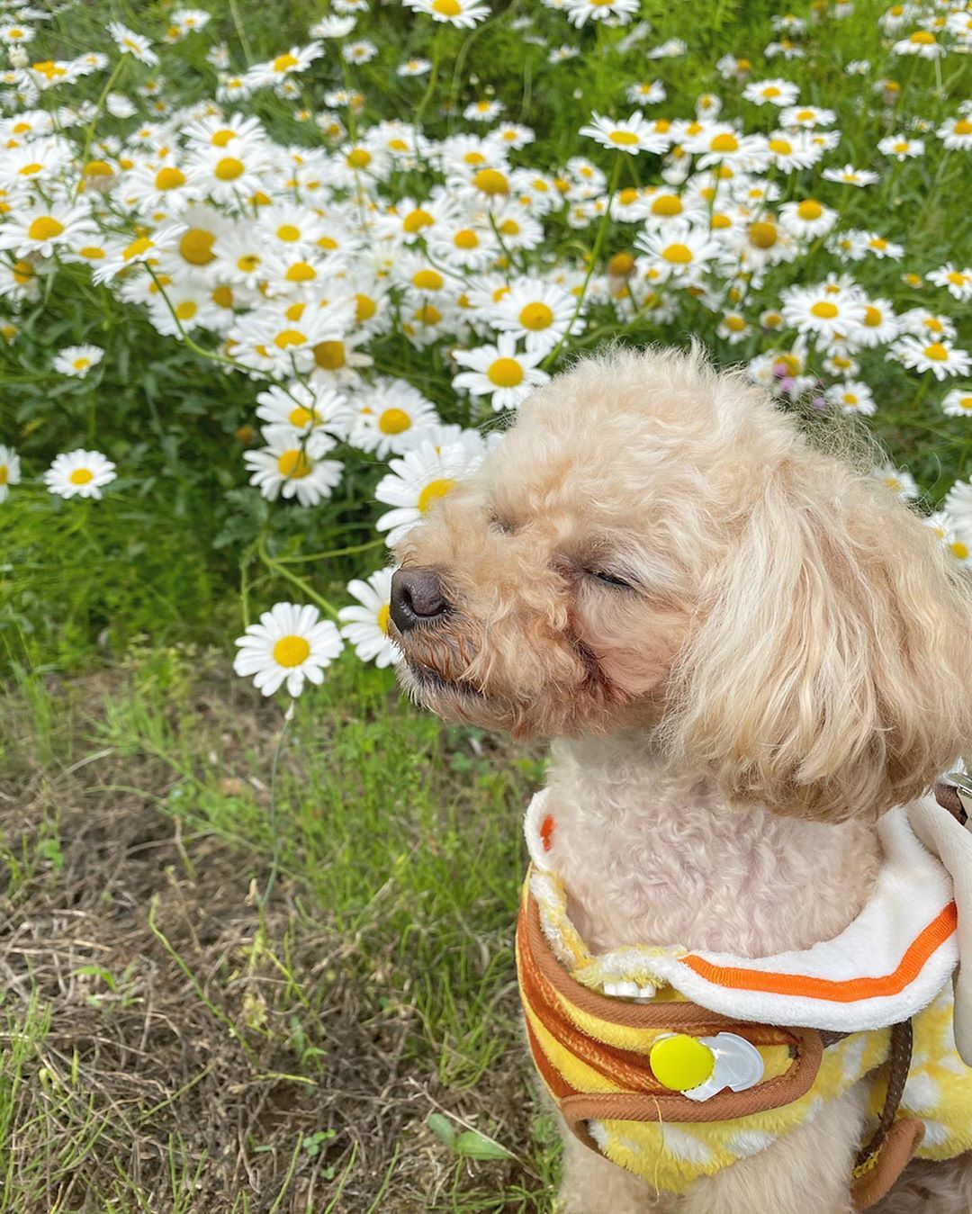 篠崎彩奈 もなたんのこのお顔好き 起きて 笑 お花がきれいでした 今日はすごく久しぶりに外出しての お仕事でした 緊急事態宣言は解除されましたが まだまだ油 Moe Zine