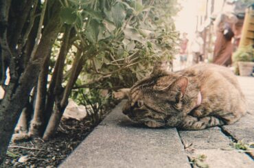 お猫様﻿
﻿
猫様は可愛い。猫様は尊い。﻿
﻿
#アンジェラ芽衣 #写真 #photo #eoskissx7 #canon #谷中神社 #谷中銀座商店街 #猫街...