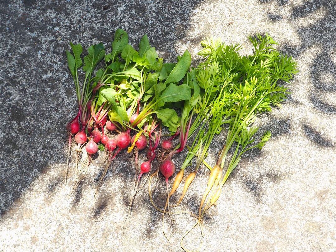 泉里香 間引きしたラディッシュと人参 小さいけど色も綺麗でかわいい 美味しくいただきます Carrot Babycarrot Radish Vegetable 菜園 Moe Zine