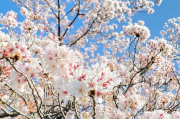 この時期はどこを見ても桜が咲いてて綺麗
でも少しずつ散ってきてて寂しいね

#桜の季節 #桜の写真 #花写真部...