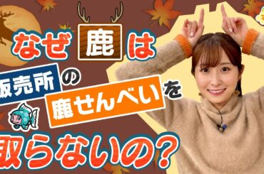 なぜ鹿は販売所の鹿せんべいを取らないの？／す・またん！