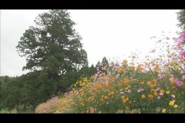 キバナコスモスが見ごろ　福島県二本松市・大杉公園　力強いスギの木とオレンジの競演 (21/09/29 06:00)