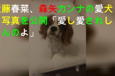 近藤春菜、森矢カンナの愛犬の写真を公開「愛し愛されしてんのよ」