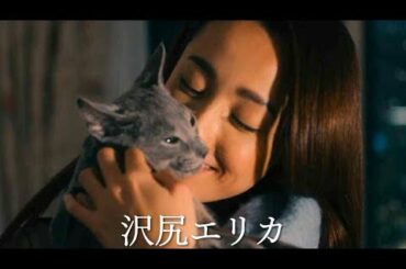 沢尻エリカが、こじらせアラサーの元アイドル熱演／映画『猫は抱くもの』予告編