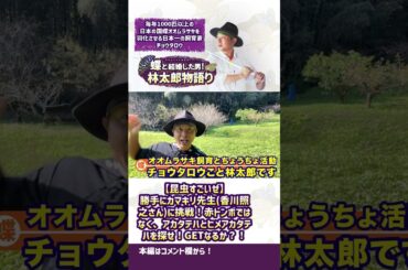 【昆虫すごいぜ】勝手にカマキリ先生(香川照之さん)に挑戦！赤トンボではなく、アカタテハとヒメアカタテハを探せ！GETなるか？！#shorts