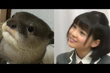 【さくら学院】#カワウソの画像をアップすると近い構図の新谷ゆづみの画像が送られてくる