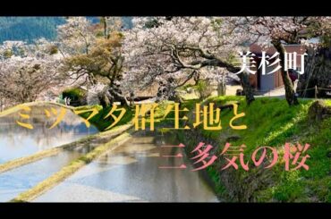 美しい美杉町　〜ミツマタ群生地・三多気の桜(桜の名所100選)〜
