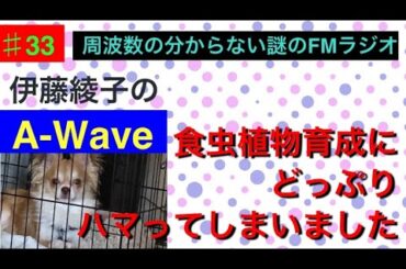 伊藤綾子の「A-wave」33 食虫植物育成にずっぽりハマってしまいました