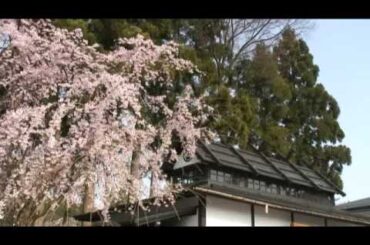 角館（12）　武家屋敷通りのしだれ桜