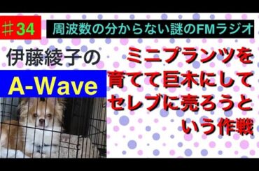 伊藤綾子の「A-wave」34 ミニプランツを育てて、巨木にしてセレブに売ろうかと