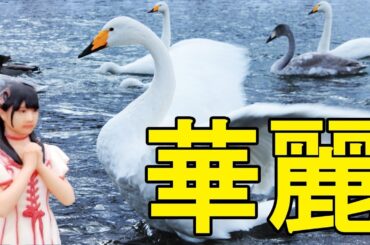 【NGT48】白鳥と加藤美南の2ショットが最強すぎる【白鳥の郷公苑】