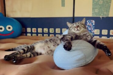 お気に入りの場所はとられたけど、もっといいものを手に入れた猫　Dog and cats spending time in their favorite places