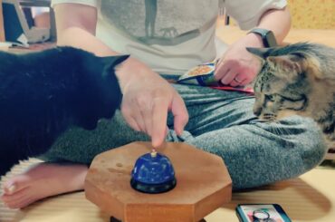 猫達にベルの使い方を教えるているとまさかの異変発生 Taught the cats how to use the bell