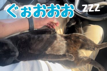 フェリーで爆睡する休日のおっさん猫　Cat falling asleep on ferry