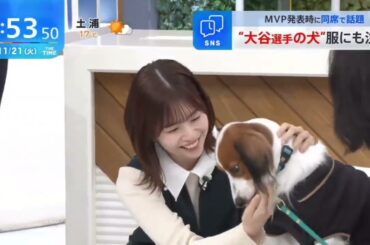 日向坂46 松田好花 大谷選手の犬と戯れるこのちゃん 大谷翔平 コーイケルホンディエ