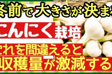 大きく育てるコツは冬越し前で決まる！ニンニクを肥大化させる最強の育て方【にんにく栽培・追肥のタイミング】