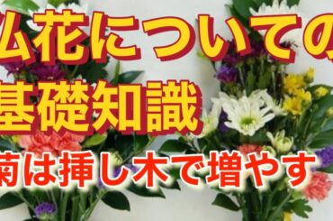 仏花の基礎知識と菊の挿し木方法を紹介しました。仏花は生花？種類？色は？