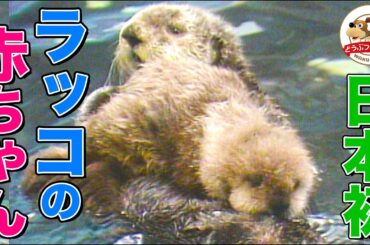 【40年前の貴重映像】まるでぬいぐるみ…日本初ラッコの赤ちゃんが可愛すぎる！鳥羽水族館で大ブームを巻き起こしたその姿を公開【どうぶつ奇想天外／WAKUWAKU】