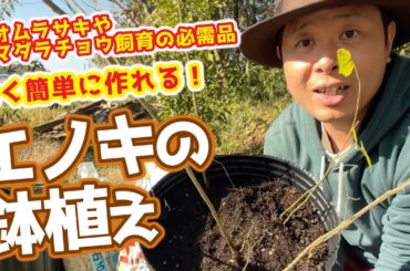 【昆虫飼育】オオムラサキ、ゴマダラチョウなどを飼育したい！という方に必見！エノキを探そう！