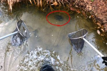 外来カメ捕獲数「0」を達成した川にもう一度調査にきた結果…【琵琶湖ガサガサ探検記133】
