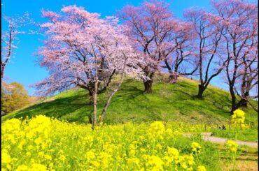 JG8K HDR 埼玉 桜のさきたま古墳群 Saitama,Sakitama Kofungun in Sakura Season