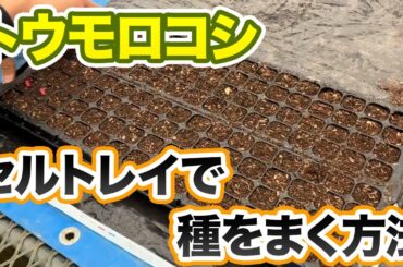 【とうもろこし】効率よく発芽させるやり方について　発芽率がアップする