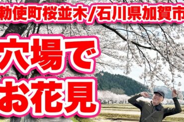 超穴場お花見スポット！絶景を独り占め！1km続く圧巻の桜並木！冠雪した山をバックに咲き誇る勅使町桜並木/石川県加賀市【旅行VLOG、レビュー】無料で利用できる法皇山横穴古墳群展示館駐車場から歩く