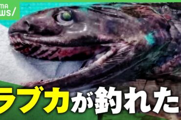 【生きた化石】「すげーな！」サメの仲間"ラブカ"が相模湾で釣れる…専門家も驚きのレア体験｜アベヒル