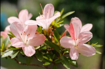 サツキ花後の剪定／Pruning after flowering of Satsuki