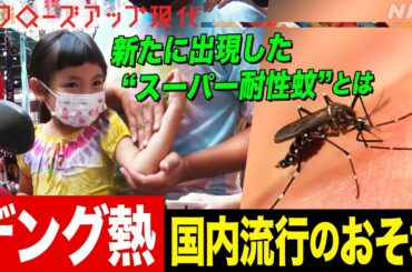 【蚊が媒介】世界大流行中の『デング熱』国内の感染者も増加 最新の対策は？駆除しづらい“スーパー耐性蚊”に要注意(語り:小松未可子)【クロ現】| NHK