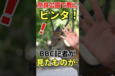 なにをするんだぁ！BBC記者が奈良で見た衝撃の光景とは？ ♯海外の反応 ♯外国の反応