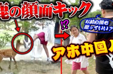 鹿の顔面を蹴飛ばす中国人の観光客が居たので注意してみた。【奈良公園】