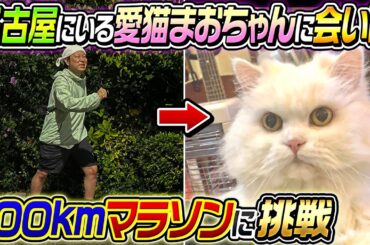 【大挑戦】愛猫まおちゃんに会いに100キロマラソンに挑戦！！