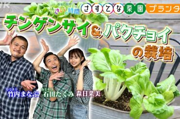 [やさいの時間] チンゲンサイ・パクチョイのプランター栽培をカミナリと森日菜美がご紹介&【9/15(日)放送告知】やさいの時間 さすてな菜園プランター | NHK