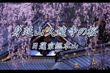 身延山久遠寺の桜 聖地巡礼 日蓮宗総本山 全国枝垂れ桜10選 樹齢400年の古木はじめ多数のシダレザクラが咲き誇る！さくら名所100選  一生に一度は訪れたい場所　山梨県南巨摩郡身延町身延３５６７