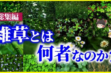 【ゆっくり解説】【総集編】雑草という名の草はない…「雑草」とは何者なのか？を解説【作業用】【睡眠用】